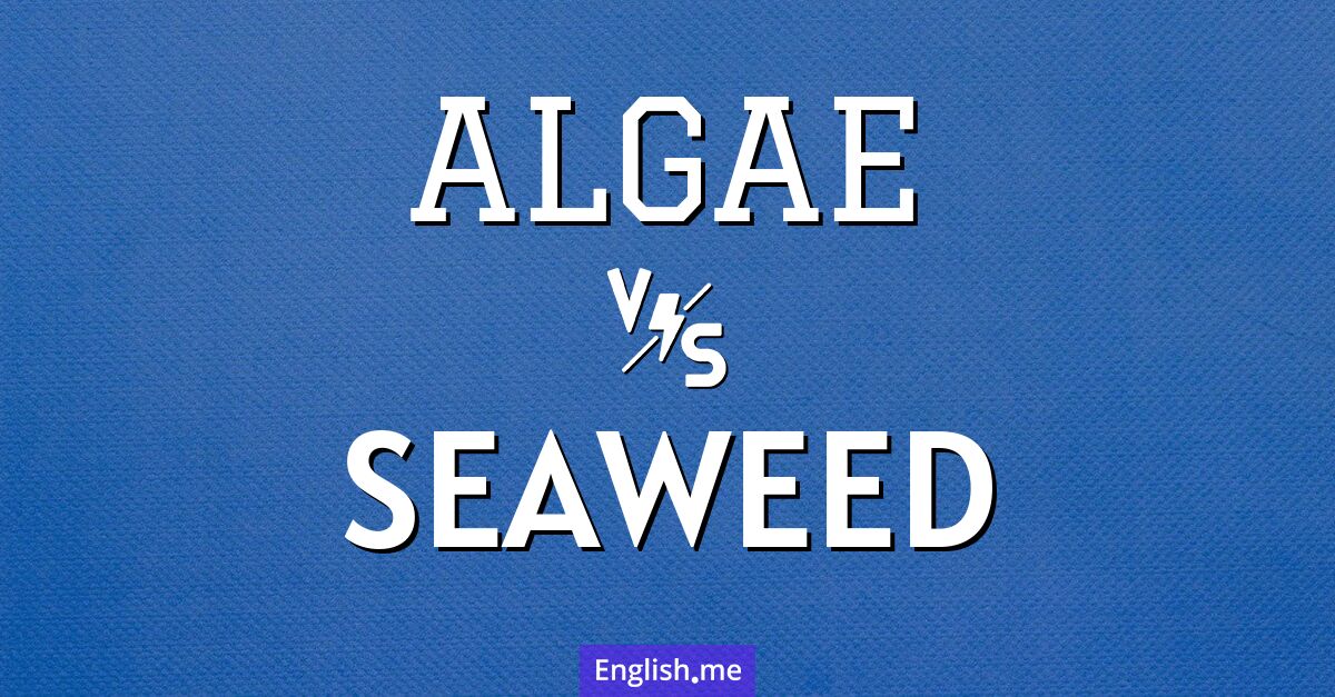 Under the surface: "algae" vs. "seaweed"