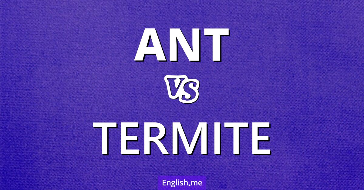 Ant and termite. What's the difference?