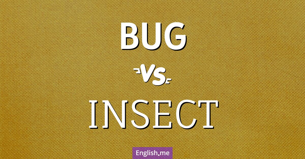 "Bug" vs "insect": what's the difference?