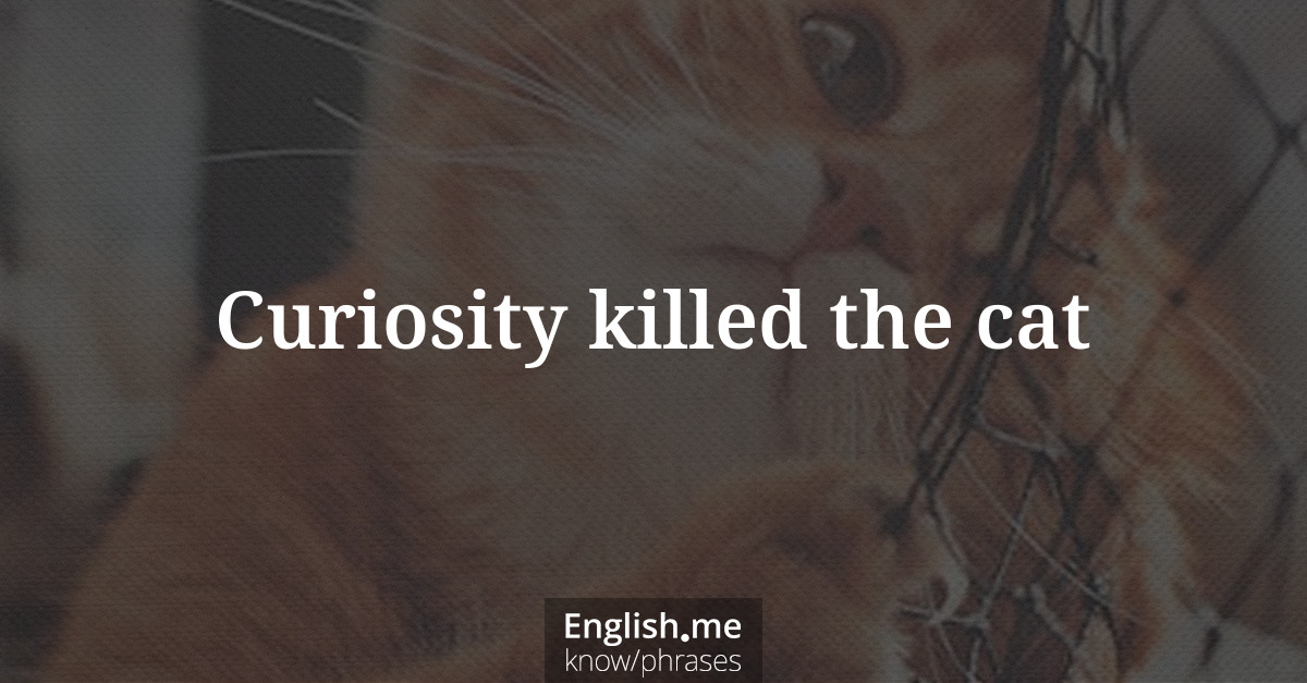 Curiosity killed the cat